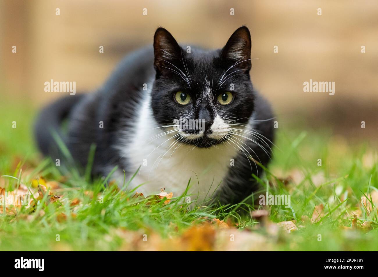 Nero e bianco gatto somestic shorthaired seduto in giardino su erba verde Foto Stock
