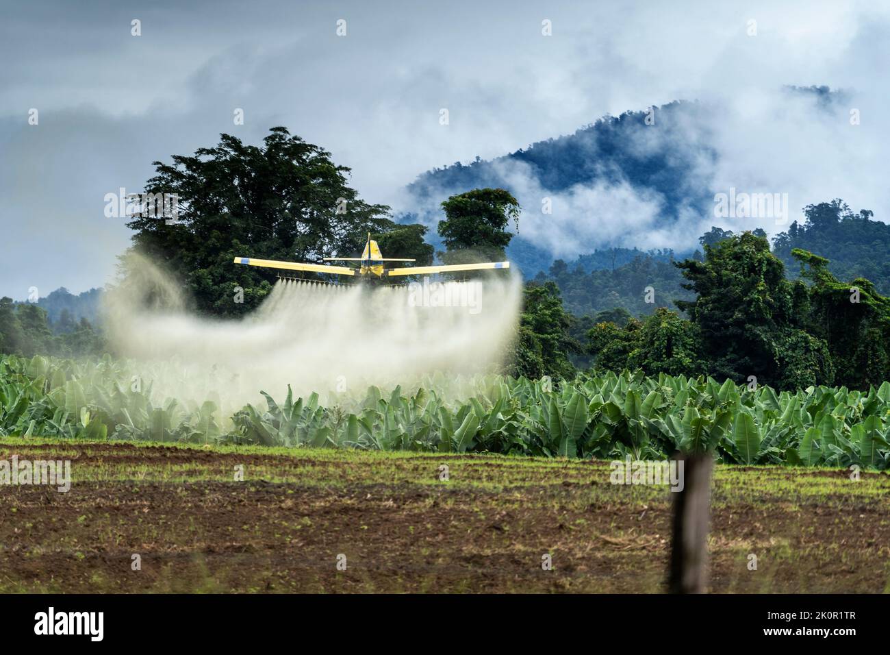 Polveriera di raccolto che vola a basso livello per spruzzare piantagione di banane. Tully, Queensland settentrionale, Australia Foto Stock