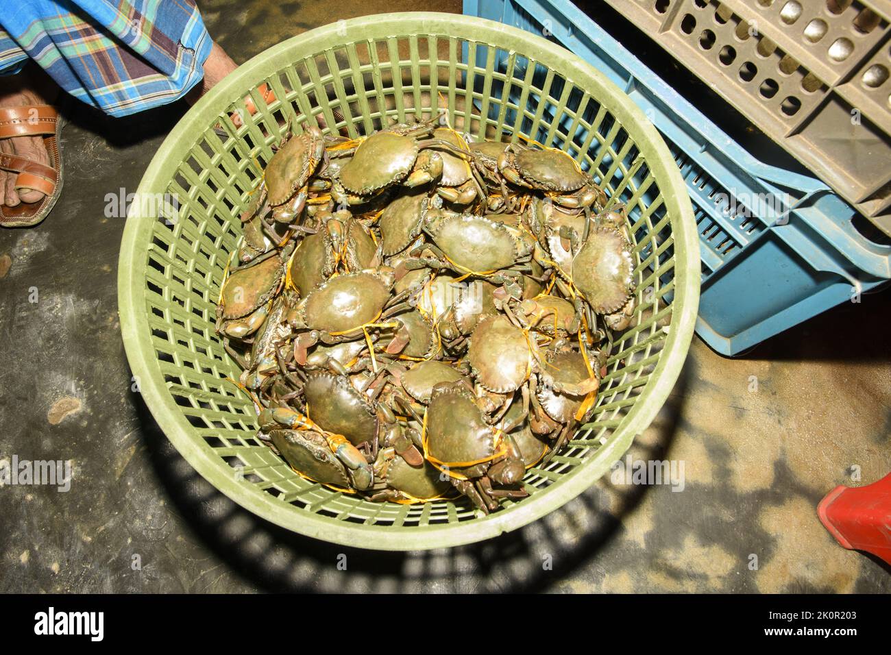 Granchi viventi in una ciotola in un negozio a Mongla, Bangladesh Foto Stock