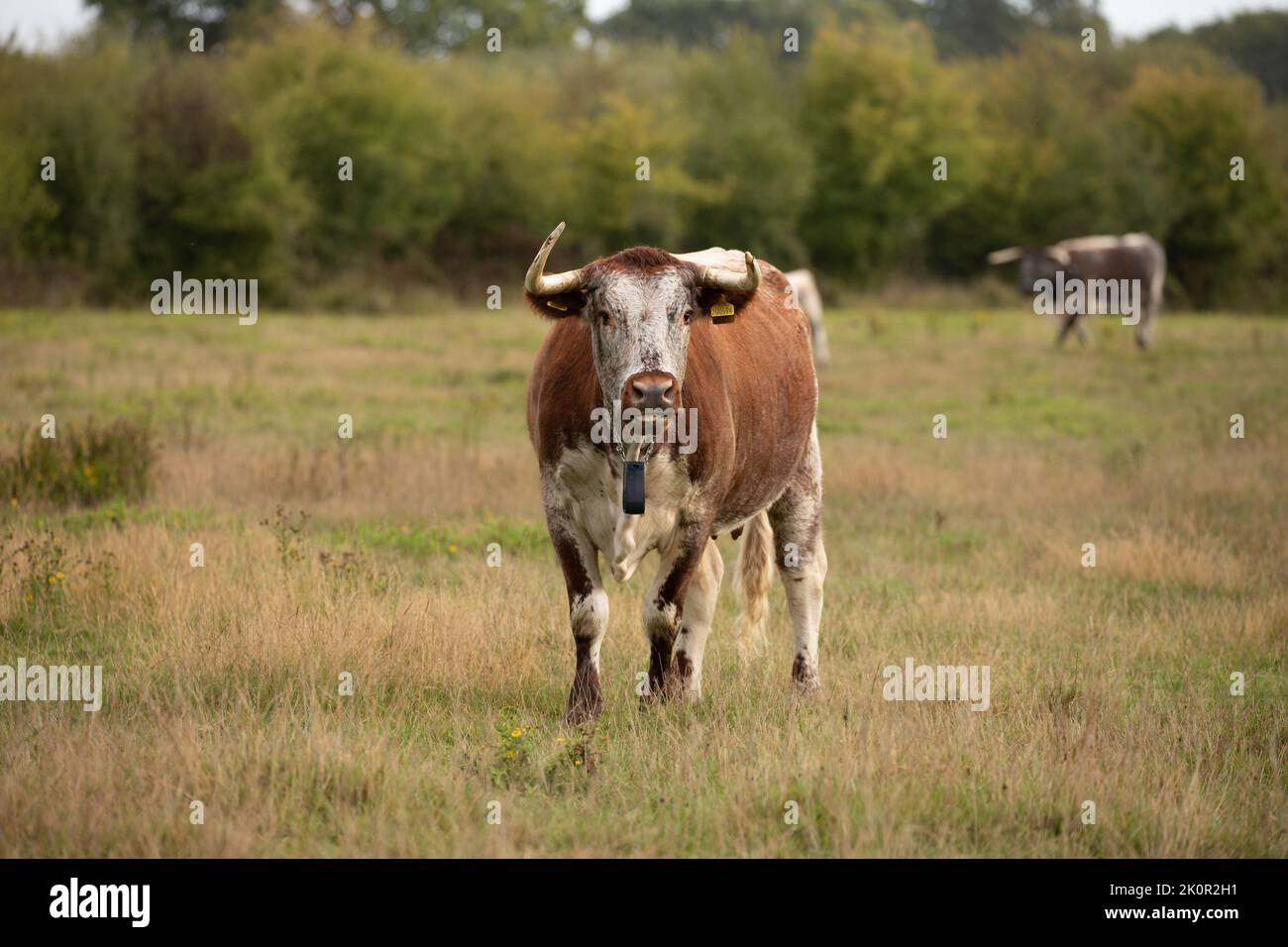 Mucca e vitello adulto di Longhorn al Knepp Wilding Project Estate Foto Stock