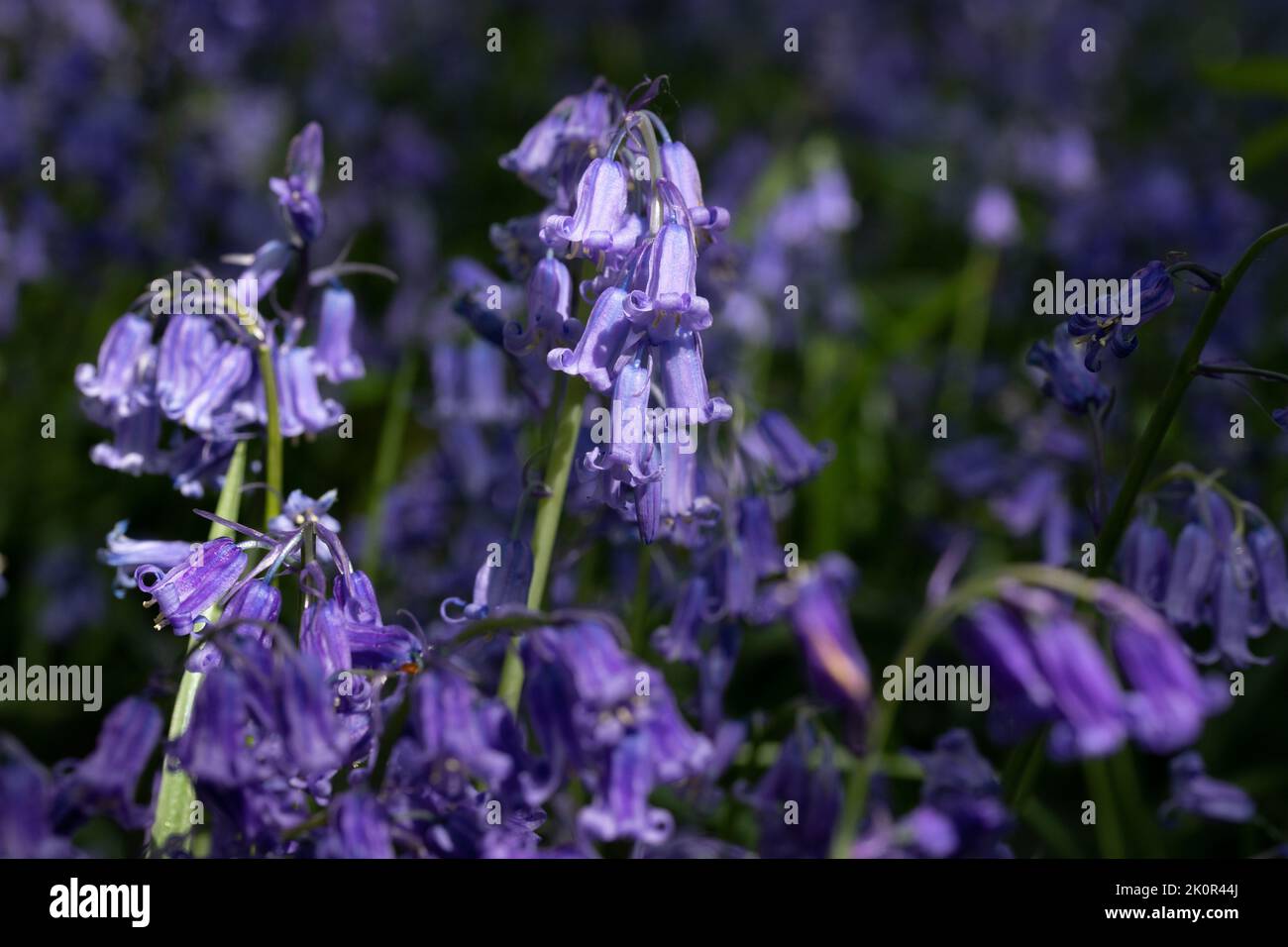 Bluebells nel tardo sole primaverile Foto Stock