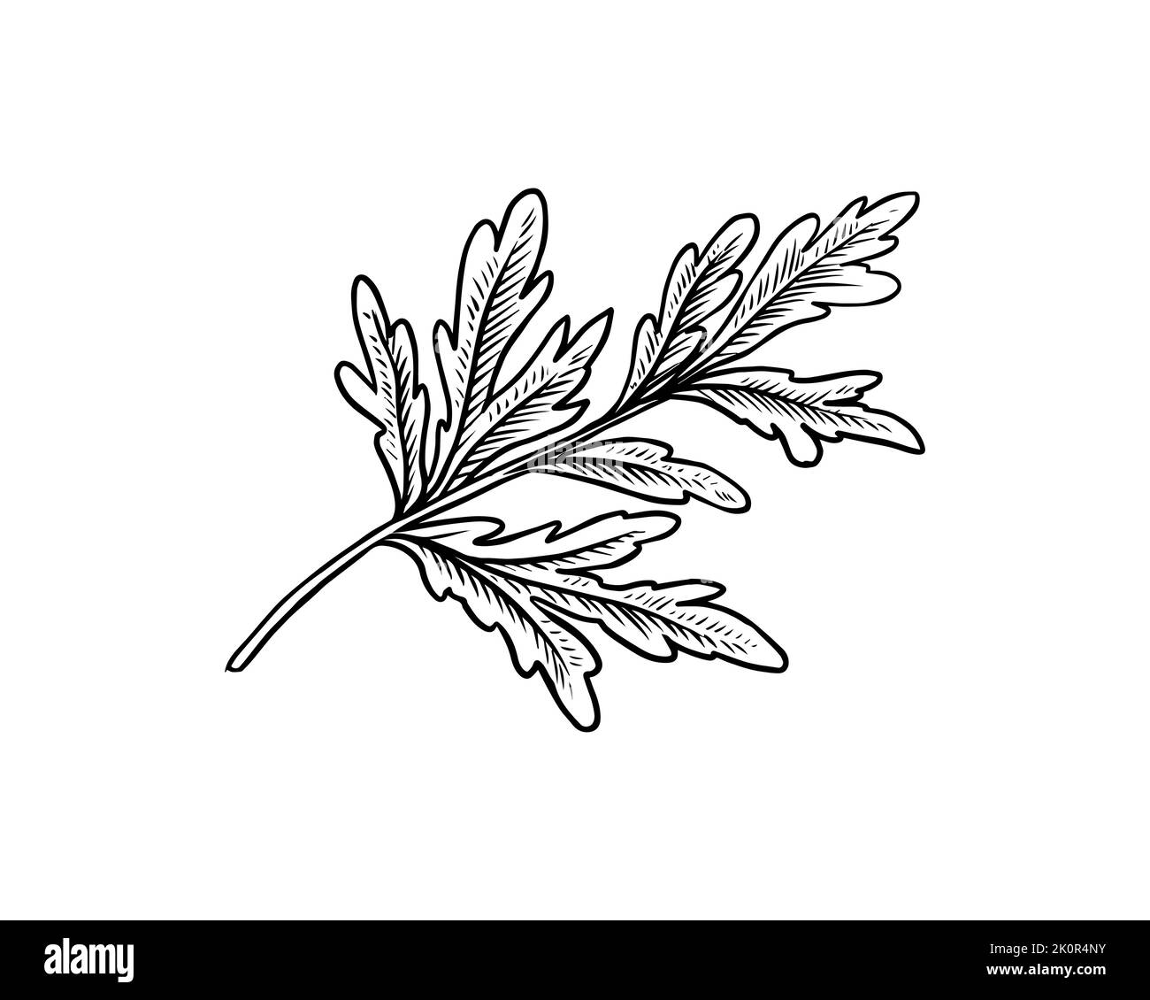 Anise semi e foglie. Ingrediente Assenzio. Disegnato a mano. Schizzo vintage inciso. Illustrazione vettoriale Illustrazione Vettoriale