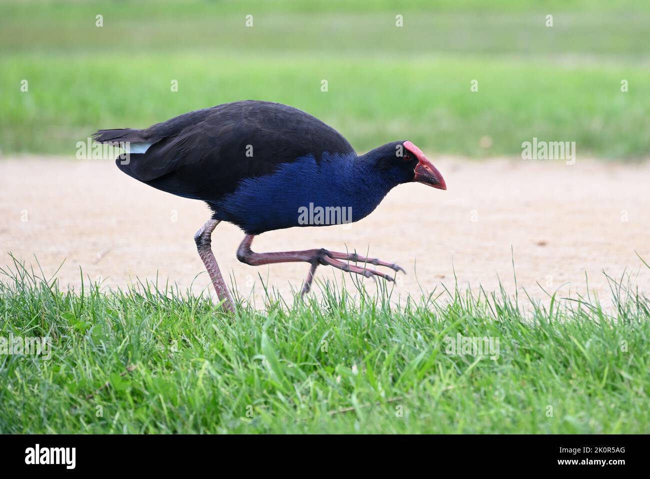 Vista laterale di una palude viola, o pukeko, a metà strada mentre viaggia su erba che corre lungo un sentiero in un parco Foto Stock