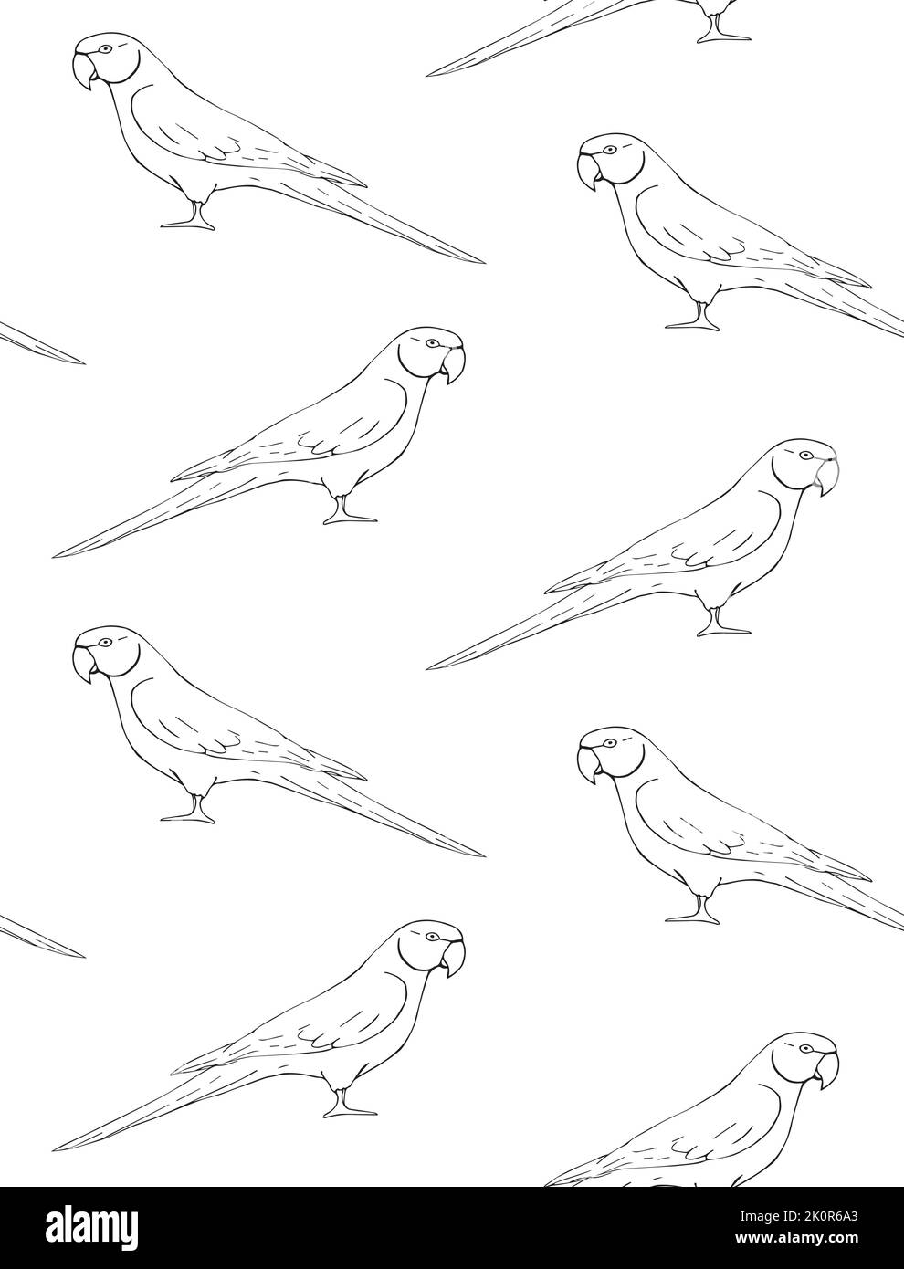 Modello vettoriale senza cuciture di disegno a mano doodle pappagallo indiano ringneck isolato su sfondo bianco Illustrazione Vettoriale
