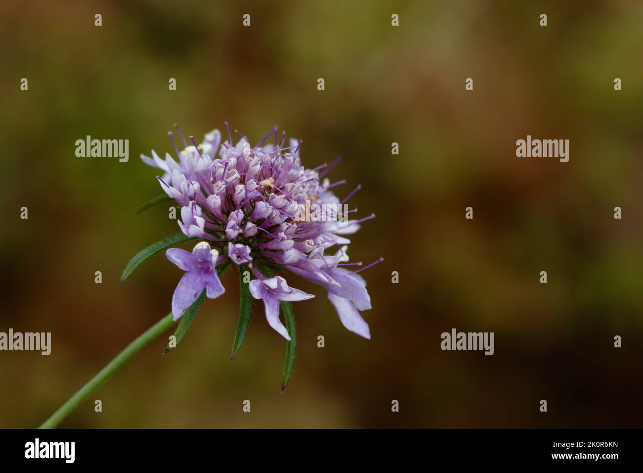 Macro dettaglio di un fiore viola di colonna Scabiosa con sfondo sfocato marrone e verde, con spazio di copia Foto Stock Macro dettaglio di un fiore viola di colonna Scabiosa con sfondo sfocato marrone e verde, con spazio di copia Foto Stock