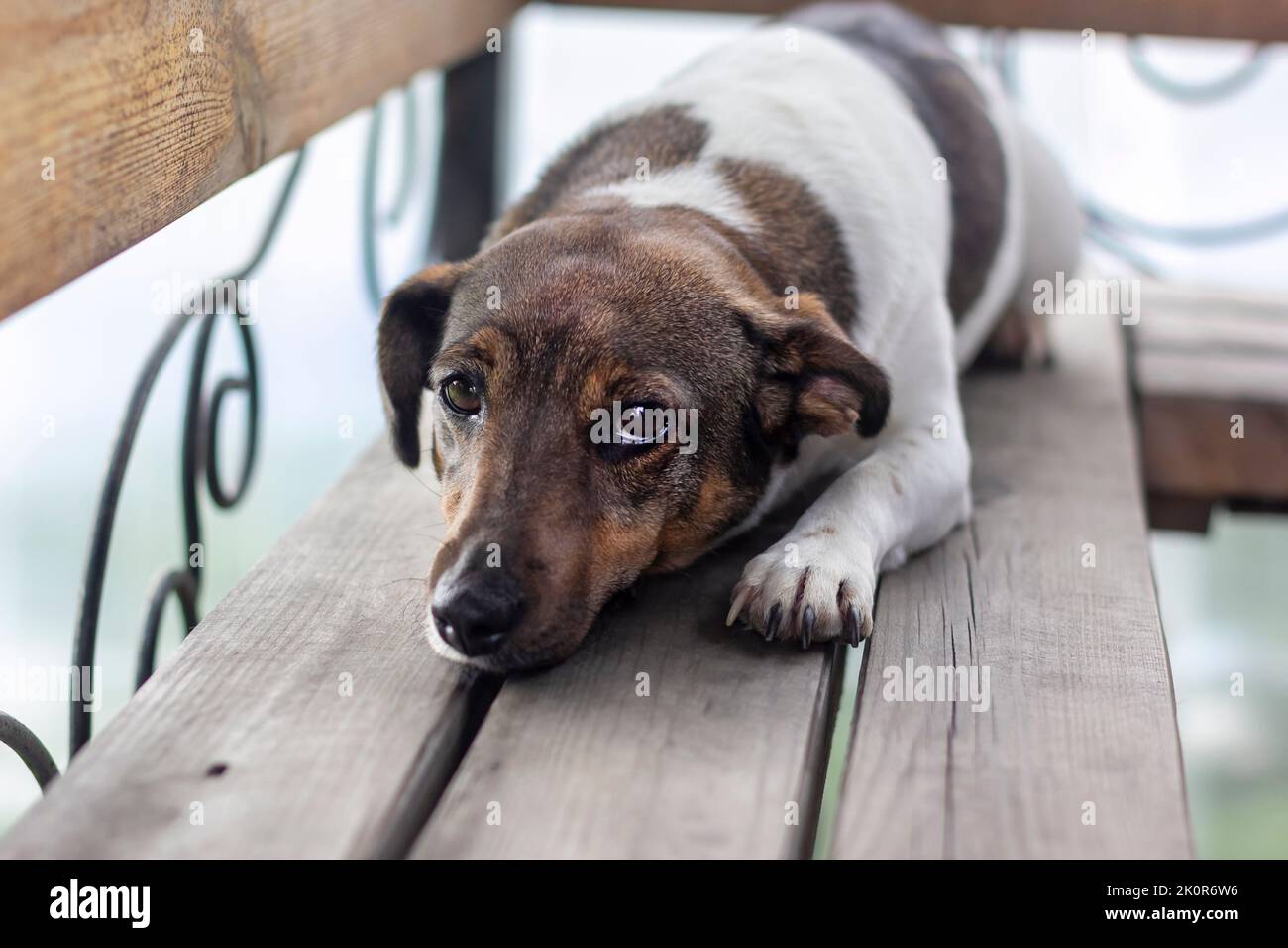 Un carino quattro anni Jack Russell Terrier cane con orecchie piegate su una panchina e un muso triste. Diffuso Foto Stock