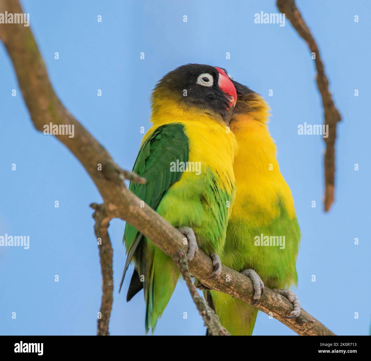 Un primo piano di due lovebirds giallo-collato appollaiati su un ramo Foto Stock