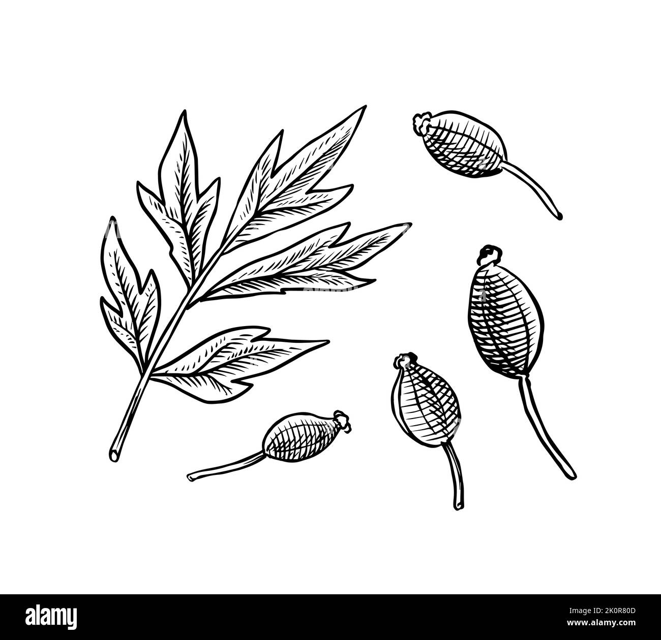 Anise semi e foglie. Ingrediente Assenzio. Disegnato a mano. Schizzo vintage inciso. Illustrazione vettoriale Illustrazione Vettoriale