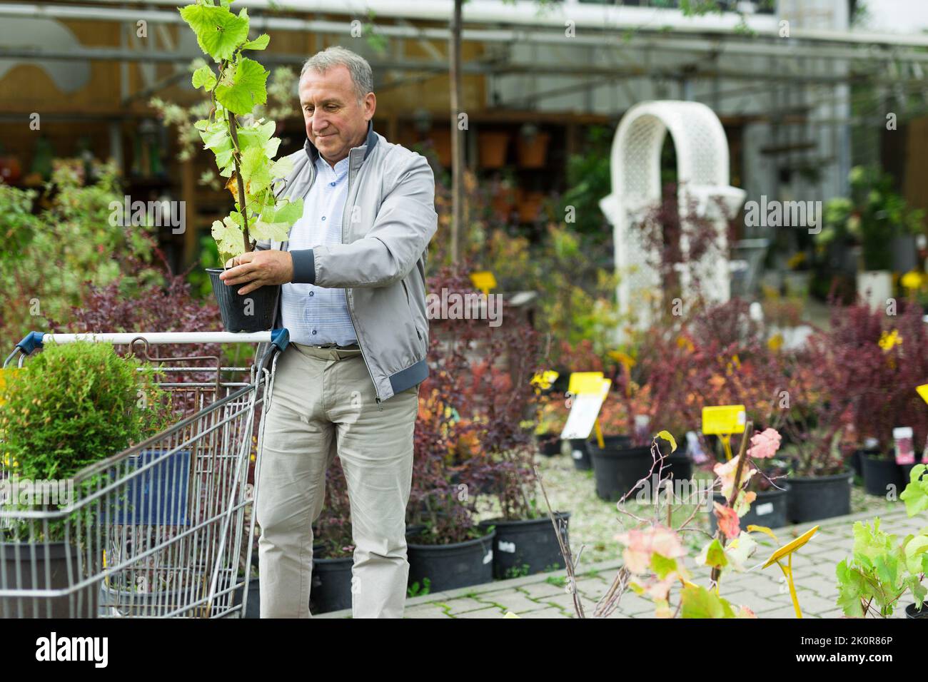 Shopping uomo di mezza età nel centro giardino Foto Stock