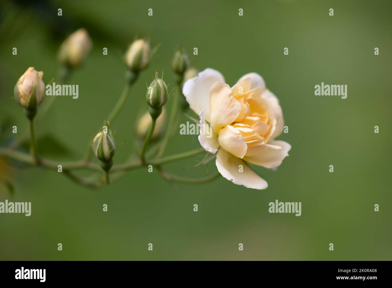 Una bella rosa di Rambling giallo pallido fotografata contro uno sfondo verde fogliame Foto Stock