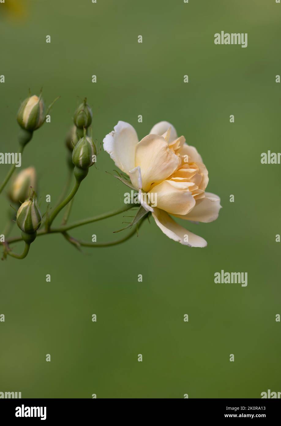 Una bella rosa di Rambling giallo pallido fotografata contro uno sfondo verde fogliame Foto Stock