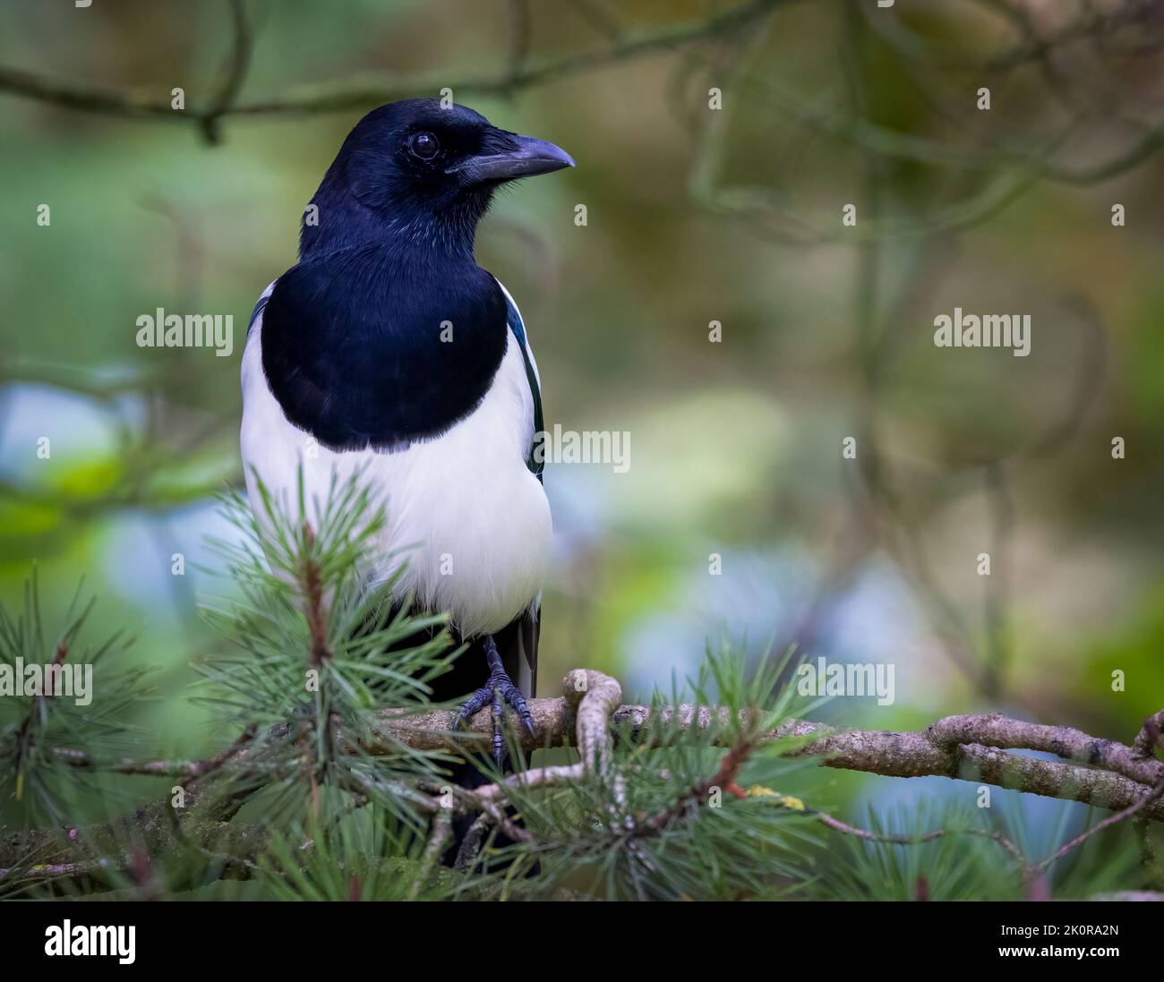 Una bella Magpie, (Pica pica), arroccata su un ramo di Pino Foto Stock