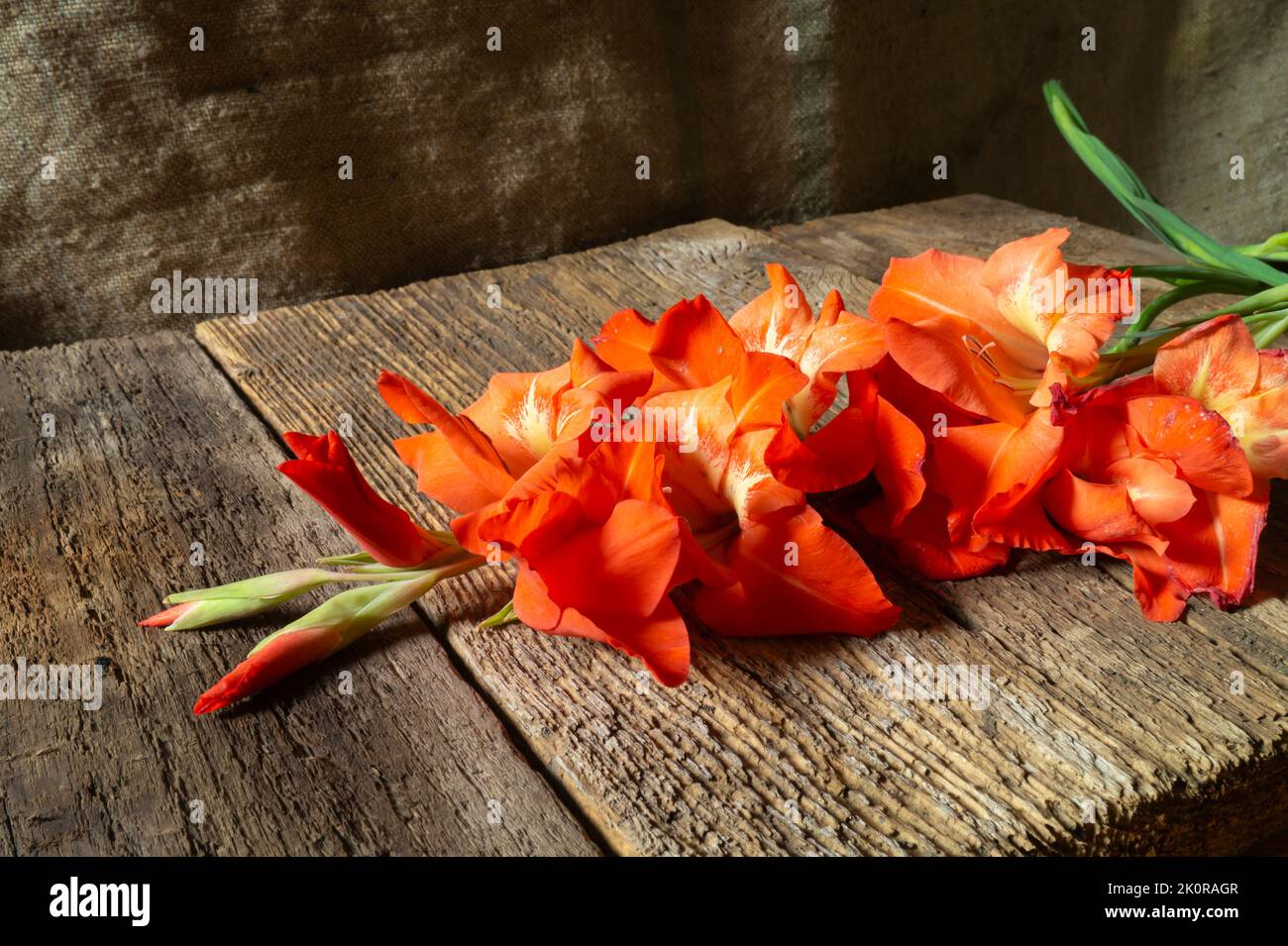 Un bouquet di fiori luminosi su sfondo scuro. Stelo con petali in primo piano. Foto Stock
