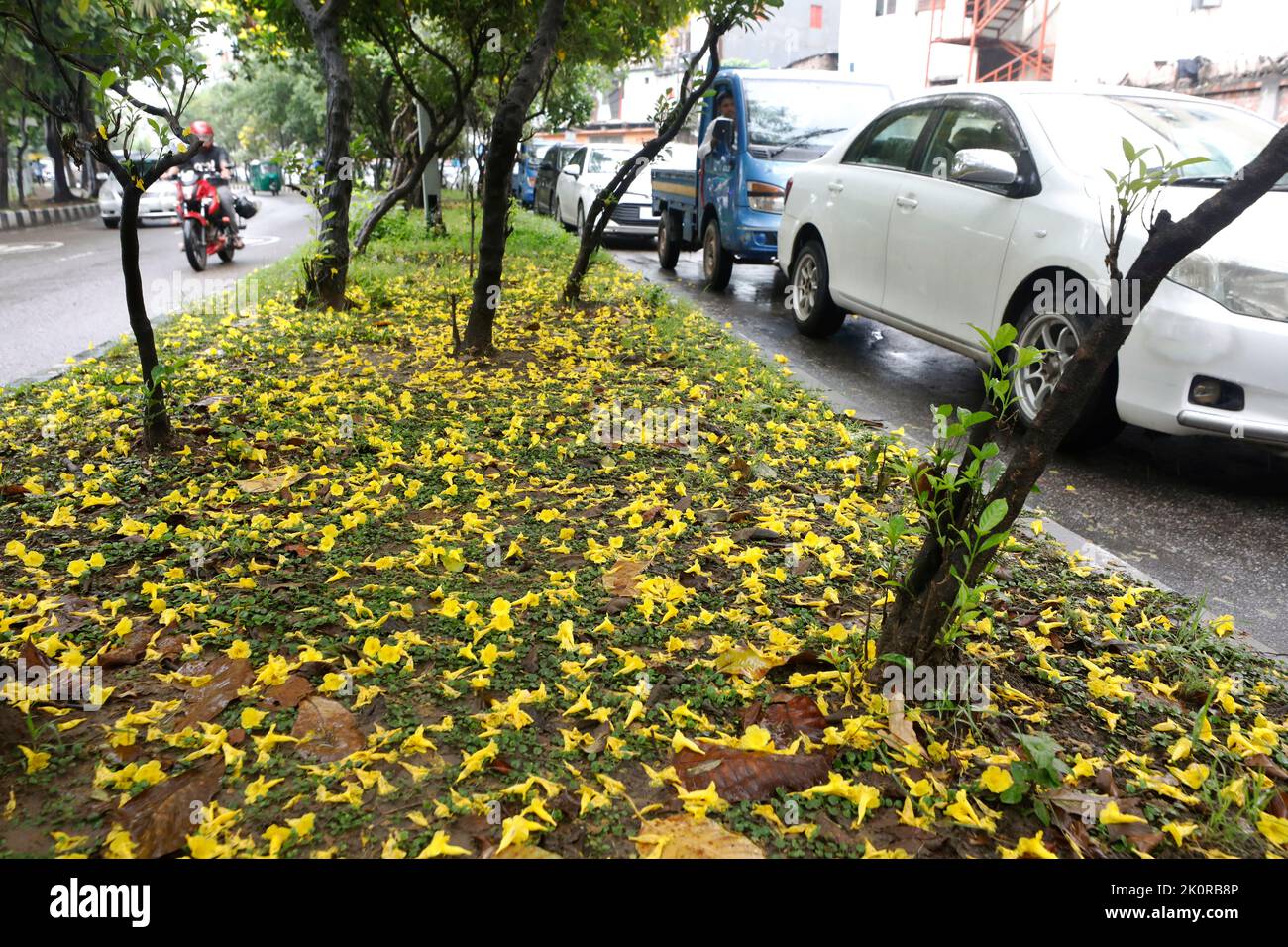 Dhaka, Bangladesh - 13 settembre 2022: I fiori gialli di molti alberi di fiori di Tecoma sono sparsi sul terreno in un modo che assomiglia ad un letto di fiori sopra Foto Stock