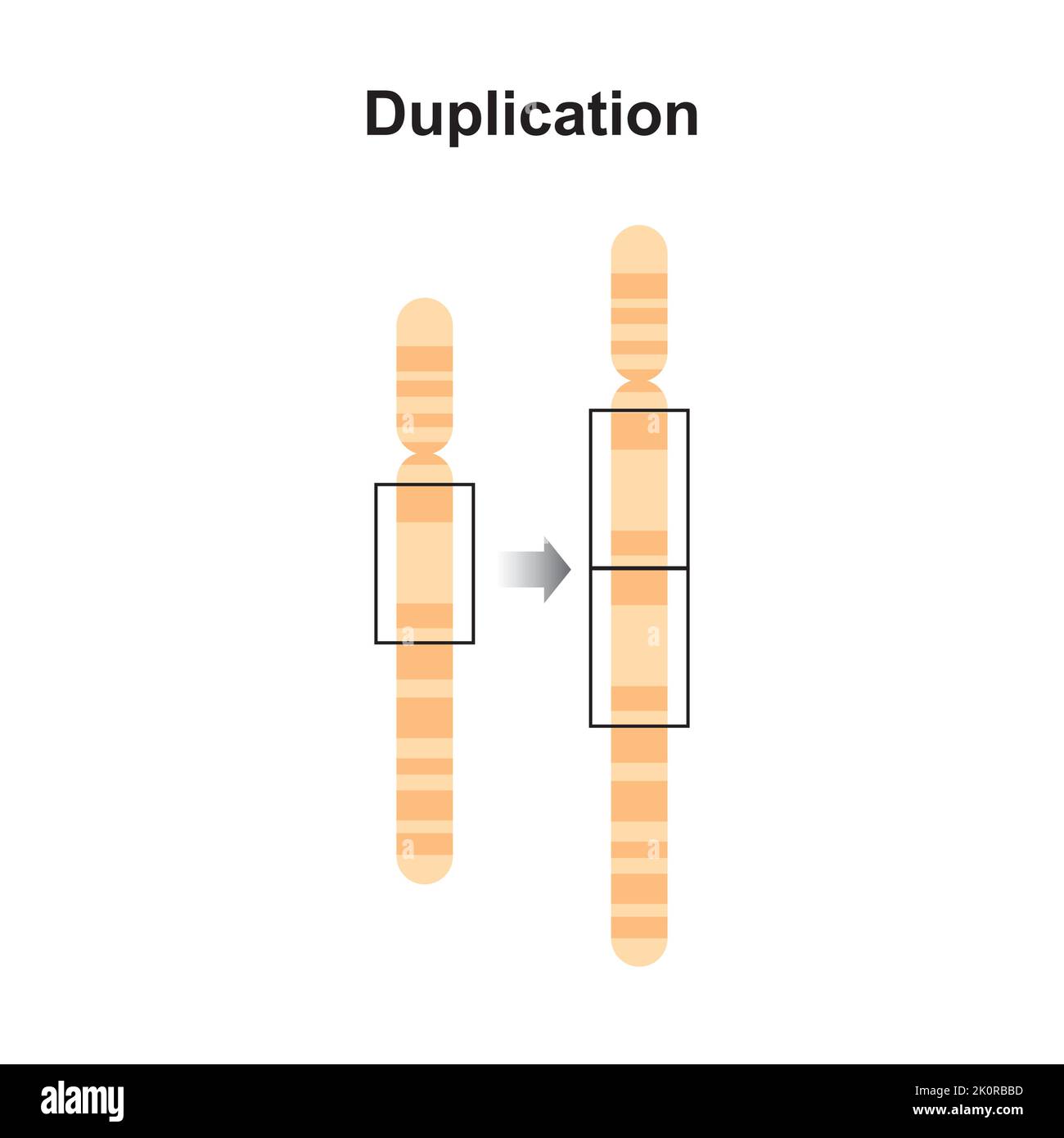 Progettazione scientifica della mutazione cromosomica di duplicazione. Simboli colorati. Illustrazione vettoriale. Illustrazione Vettoriale
