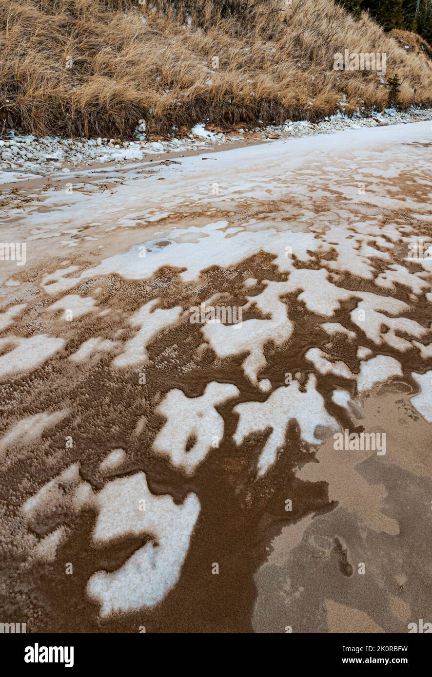 Le erbe crescono a fianco di una duna e la stabilizzano anche in inverno, Whitefish Dunes state Park, Door County, Wisconsin Foto Stock