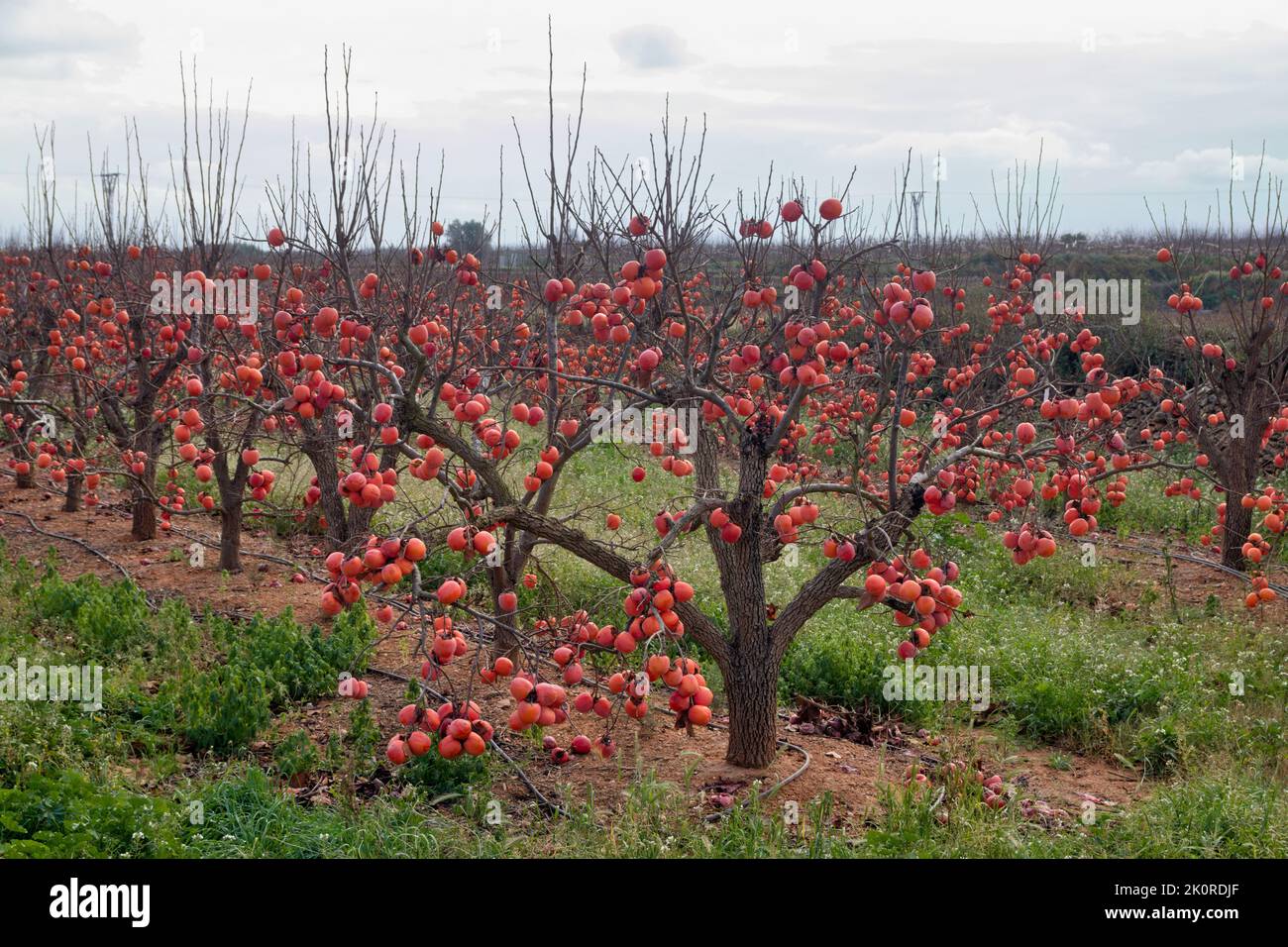 Campo di coltura di persimmon in inverno, che non è stato raccolto in tempo. Gli alberi hanno il raccolto ma senza foglie Foto Stock Campo di coltura di persimmon in inverno, che non è stato raccolto in tempo. Gli alberi hanno il raccolto ma senza foglie Foto Stock
