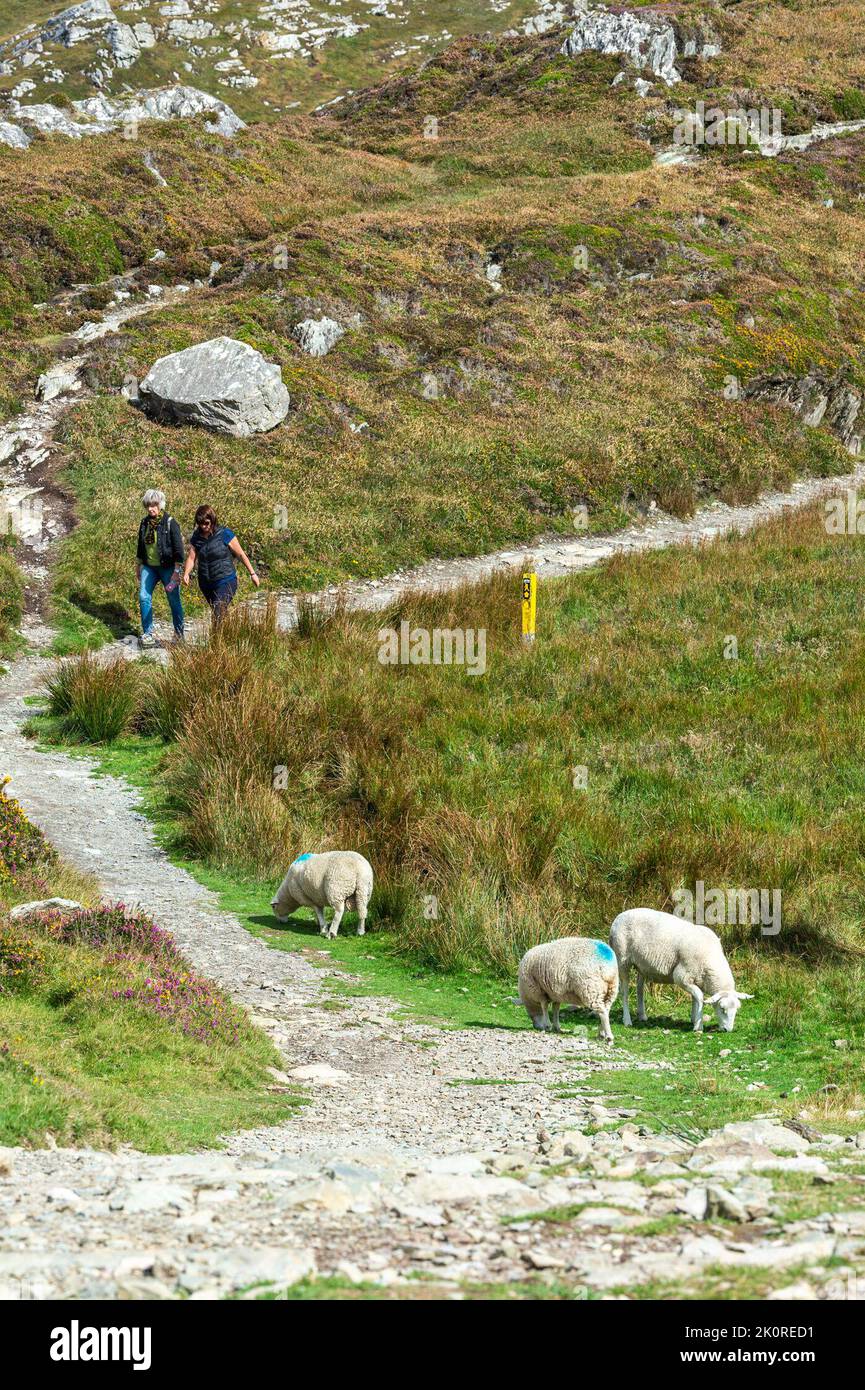 Sheep's Head, West Cork, Irlanda. 13th Set, 2022. La pittoresca testa di pecora era affollata di turisti oggi in quella che era una giornata soleggiata ma ventilata. Met Éireann ha previsto giorni secchi e caldi per il resto della settimana. Credit: AG News/Alamy Live News Foto Stock