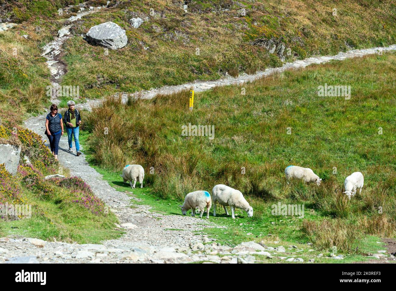 Sheep's Head, West Cork, Irlanda. 13th Set, 2022. La pittoresca testa di pecora era affollata di turisti oggi in quella che era una giornata soleggiata ma ventilata. Met Éireann ha previsto giorni secchi e caldi per il resto della settimana. Credit: AG News/Alamy Live News Foto Stock