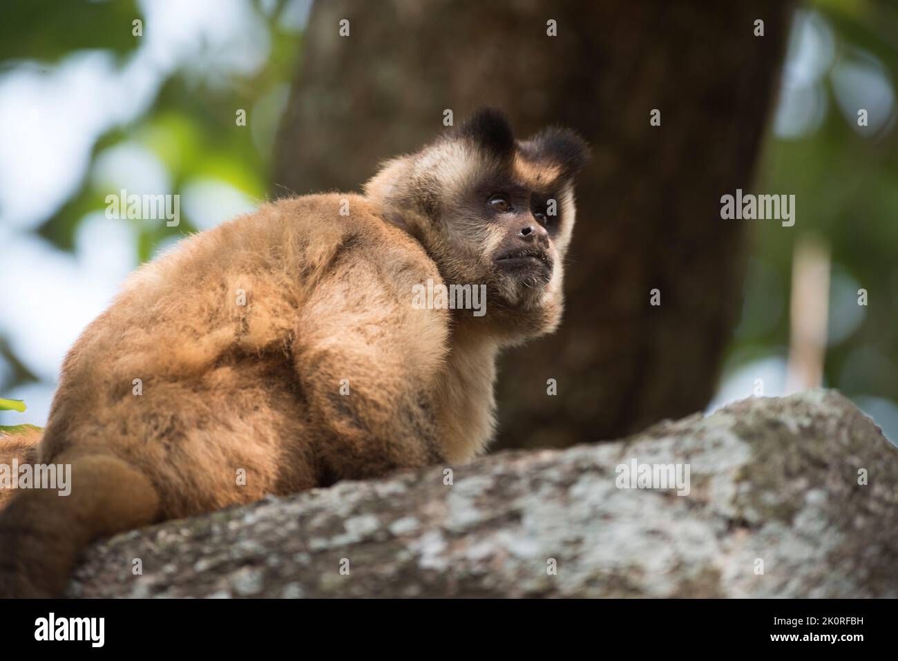 Marrone a strisce tufted cappuccino.Pantanal Brasile Foto Stock