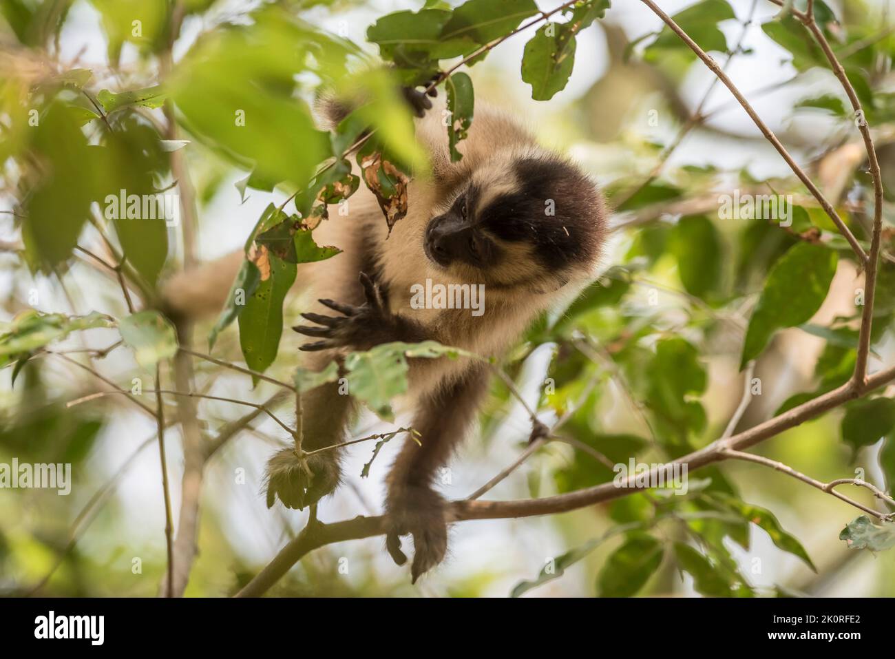 Marrone a strisce tufted cappuccino.Pantanal Brasile Foto Stock