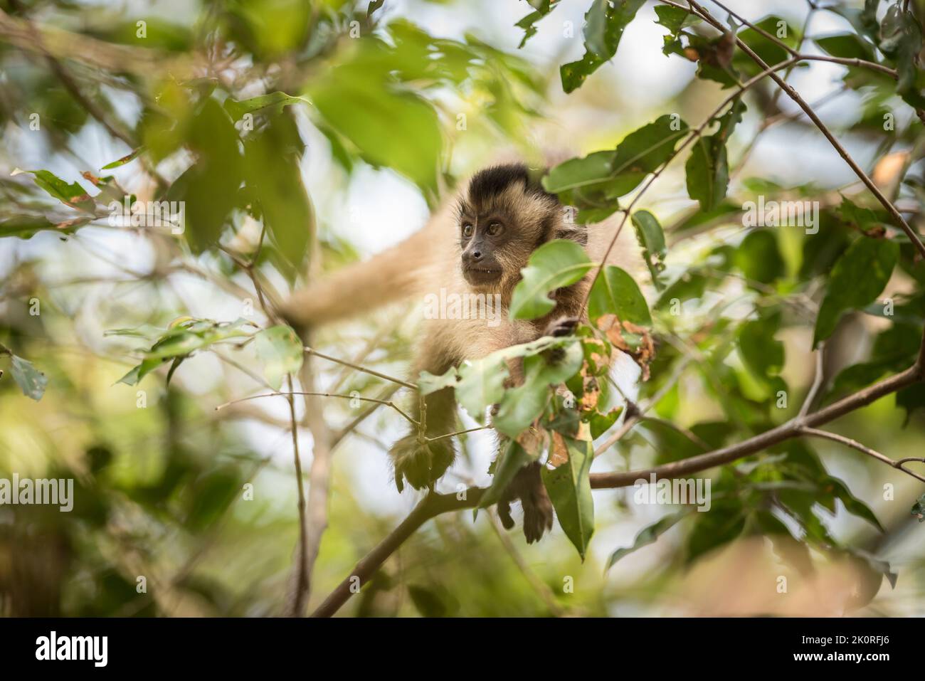Marrone a strisce tufted cappuccino.Pantanal Brasile Foto Stock