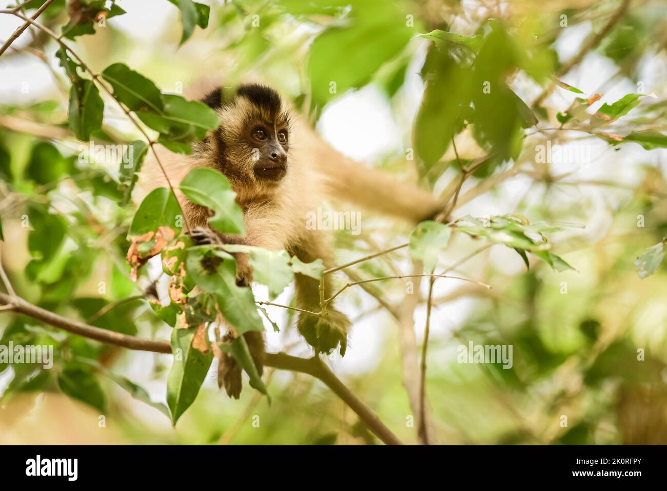 Marrone a strisce tufted cappuccino.Pantanal Brasile Foto Stock