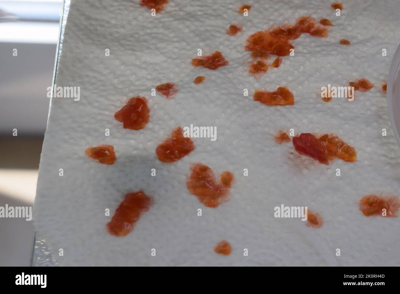 semi di pomodoro che asciugano Foto Stock