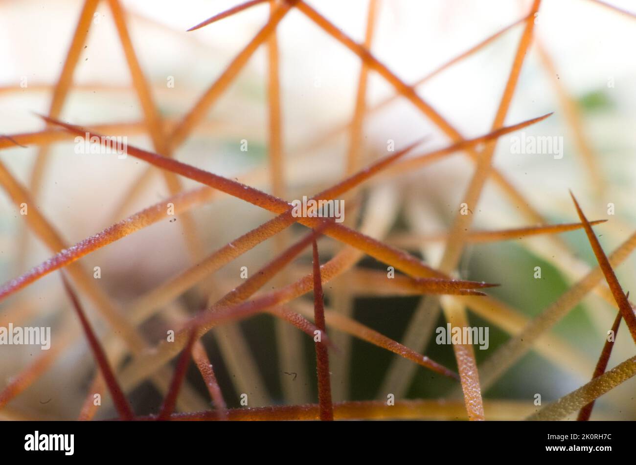Scatto macro di spine di cactus. Closeup estremo che mostra spine traslucide. Foto Stock
