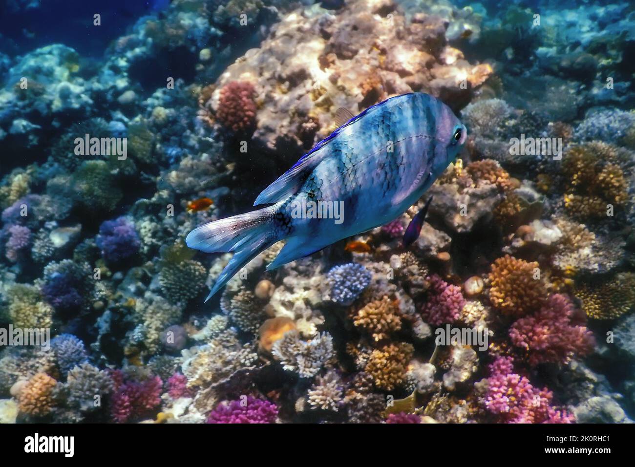 Scissortail pesce sergente (Abudefduf sexfasciatus) rigettò damselfish sott'acqua, acque tropicali, vita marina Foto Stock
