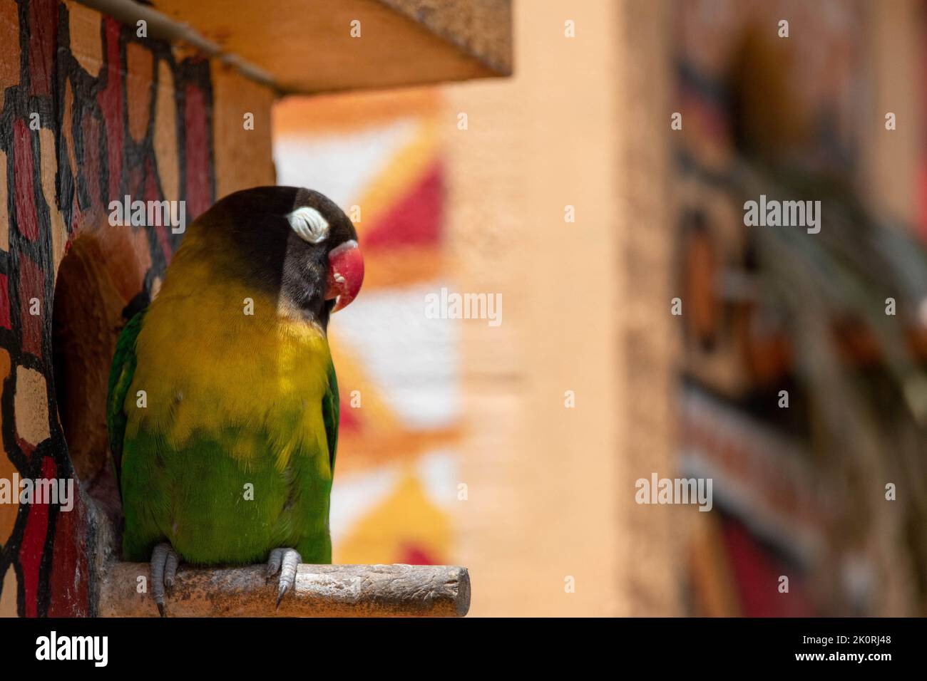 Un lovebird giallo-collato (Agapornis personatus) su un ramo Foto Stock