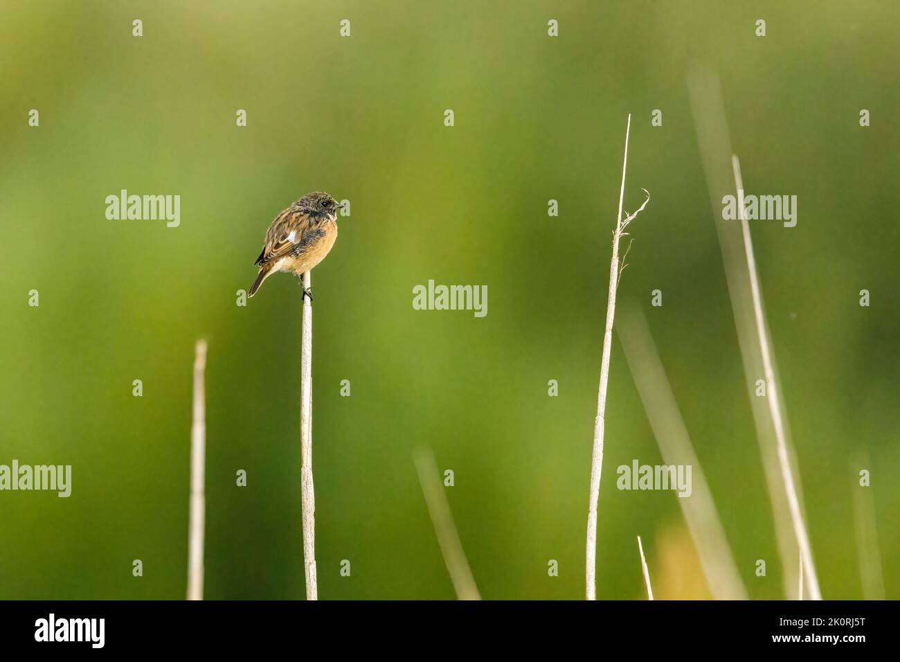 Uno stonechat nel selvaggio Foto Stock