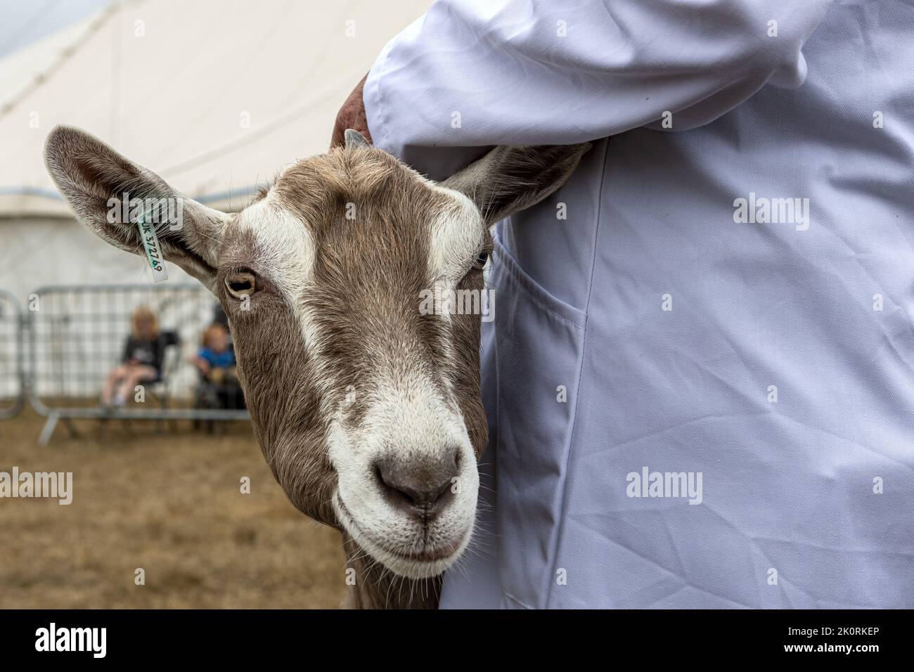 British Toggenburg Goat, concorso, Dorset County Show 2022, Dorset, Regno Unito Foto Stock