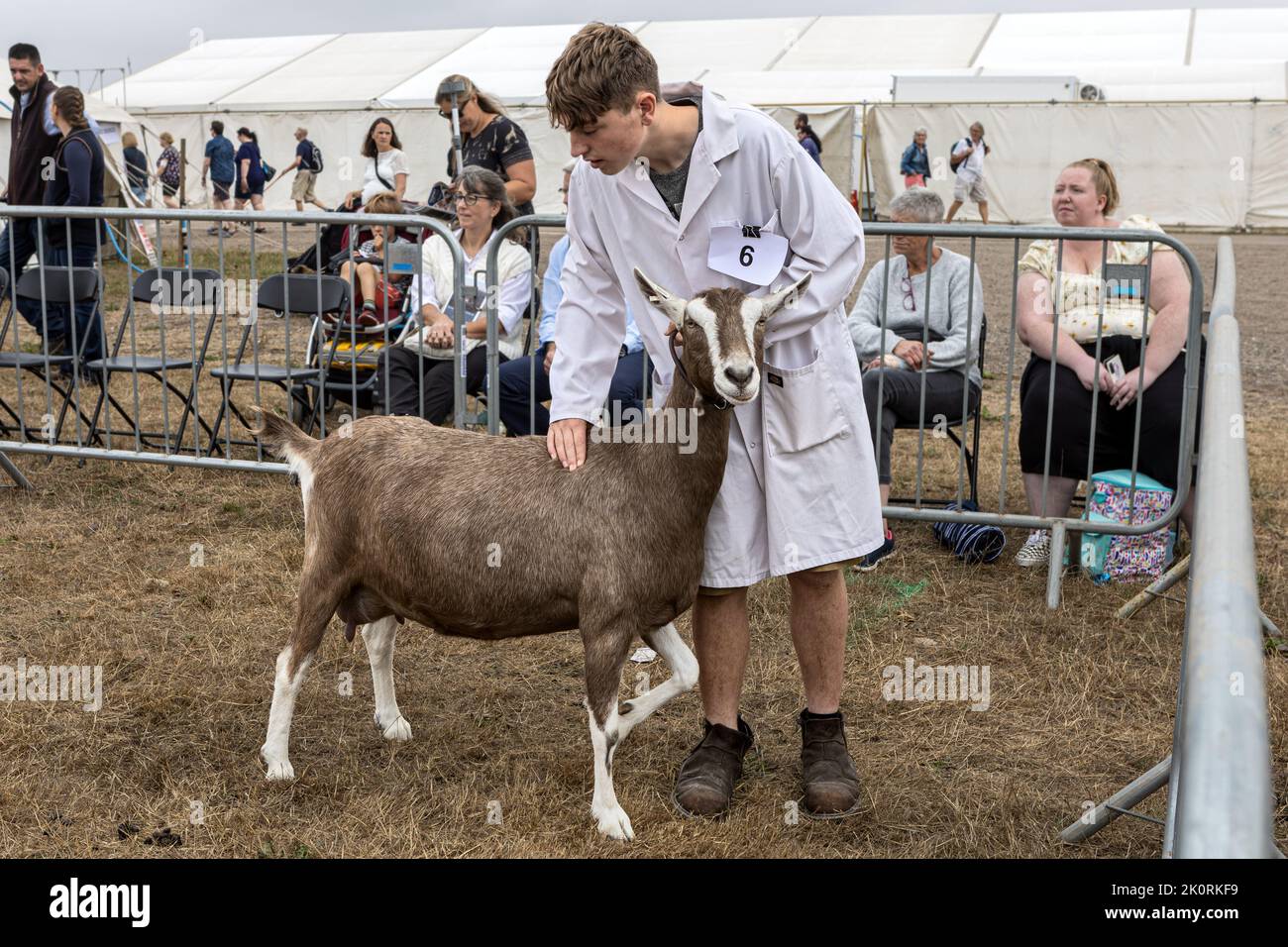 British Toggenburg Goat, concorso, Dorset County Show 2022, Dorset, Regno Unito Foto Stock