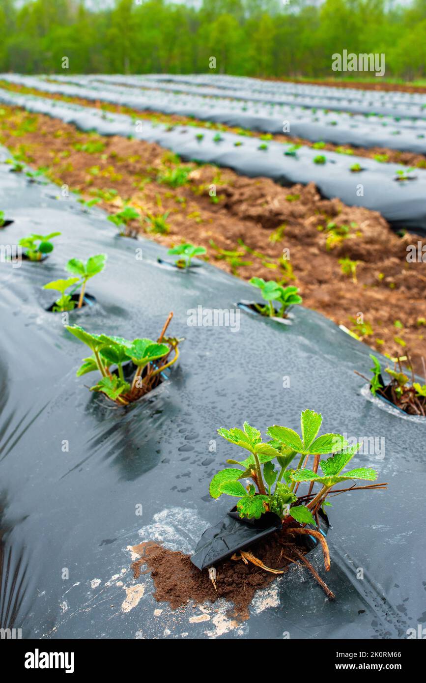 Filari di fragole su terra coperti da film di pacciame di plastica in agricoltura biologica. Coltivazione di bacche e ortaggi con il metodo di pacciamatura Foto Stock