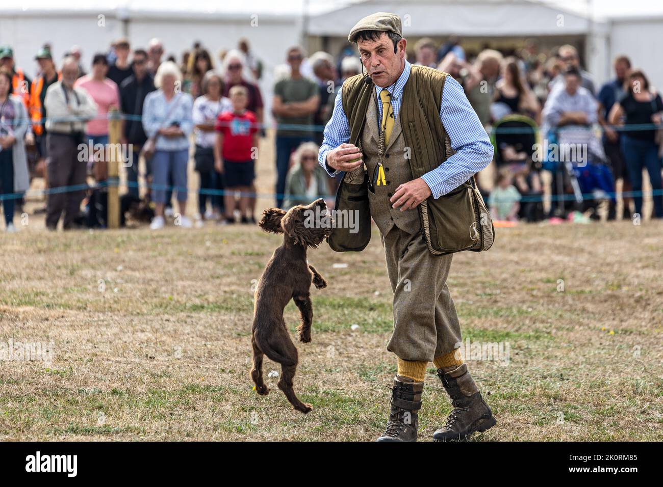 Inglese Springer Spaniel, mostra Gundog, Dorset County Show 2022, Dorset, Regno Unito Foto Stock