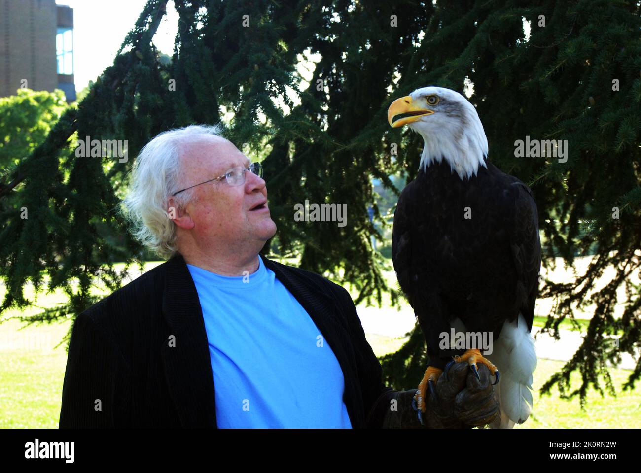 TV, palcoscenico & teatro & dottore che attore Colin Baker, tenendo un'aquila calva (Haliaeetus leucocephalus) su una jess, durante un evento di falconeria al Gen con 2007 Foto Stock