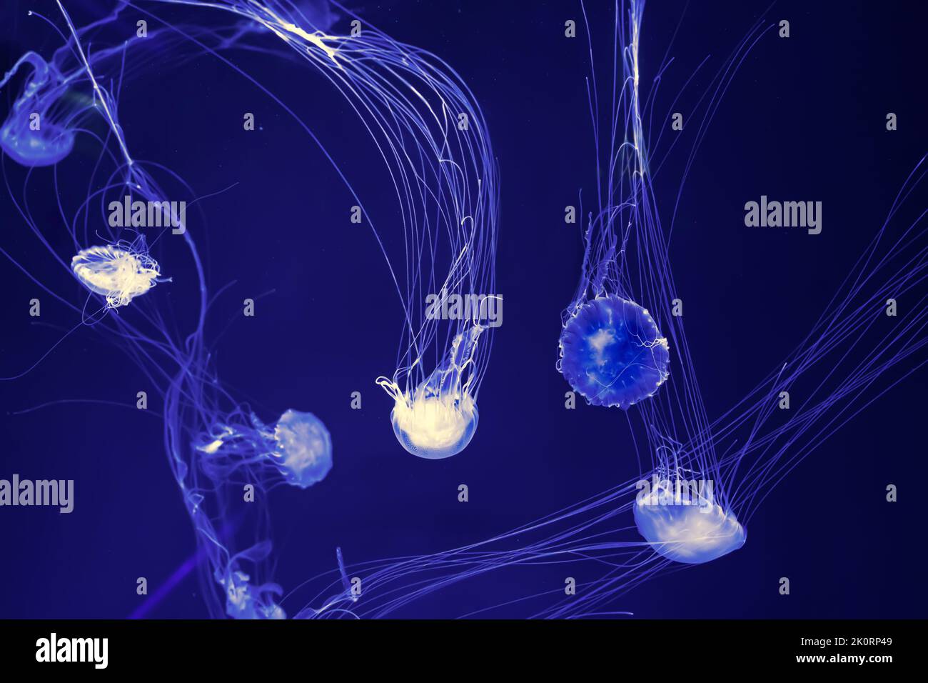 Gruppo di pesci gelatinacei fluorescenti piscina subacquea acquario. La nettola del mare Atlantico chrysaora quinquecirrha in acqua blu, oceano. Theriology, to Foto Stock