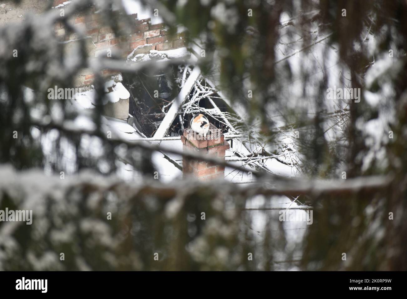 Un gatto di merda seduto sul mattone durante l'inverno Foto Stock