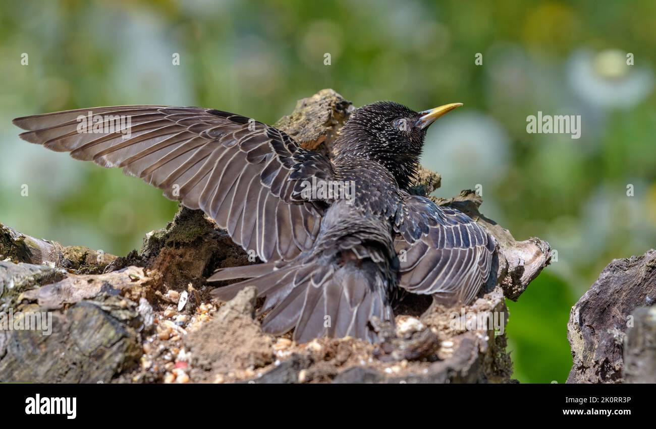 Starling comune (Strurnus vulgaris) sole abbronzante sopra il vecchio ceppo dell'albero nella stagione calda della molla Foto Stock