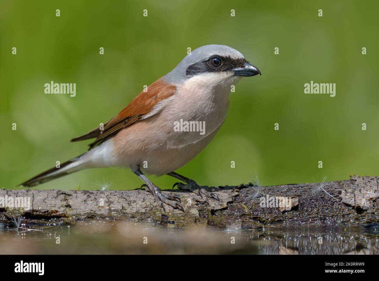 Maschio gamberetto rosso (Lanius collurio) che si posa sul ramo caduto con fondo verde Foto Stock