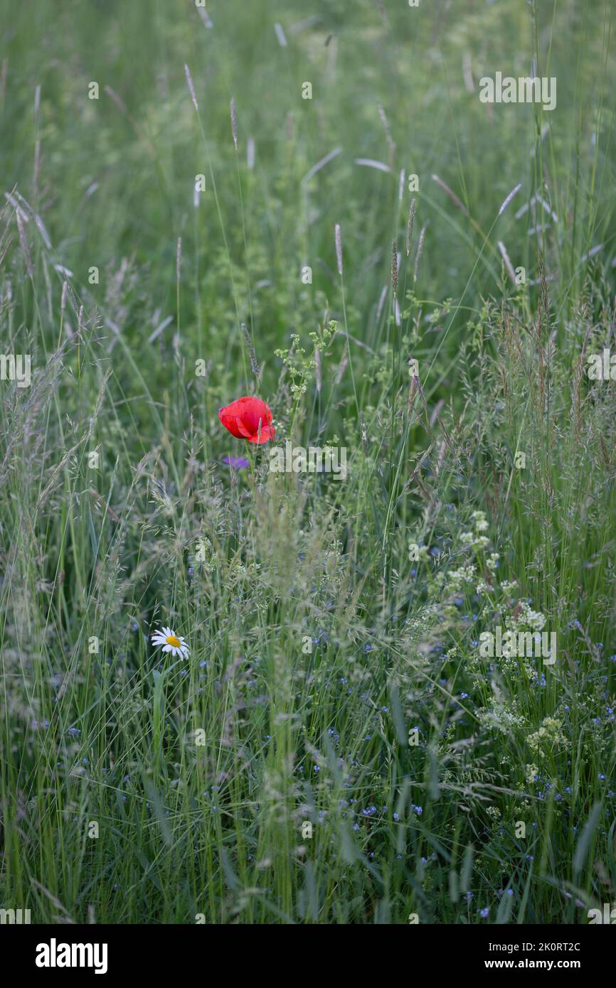 Un singolo papavero rosso in un prato Foto Stock