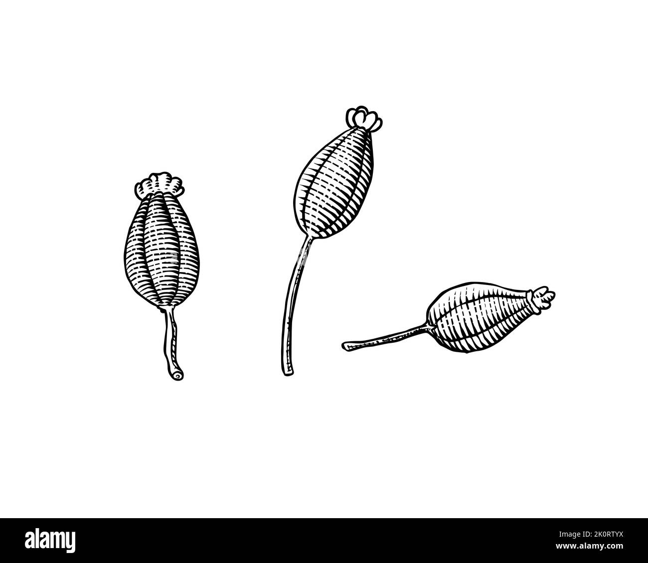 Anise semi e foglie. Ingrediente Assenzio. Disegnato a mano. Schizzo vintage inciso. Illustrazione vettoriale Illustrazione Vettoriale