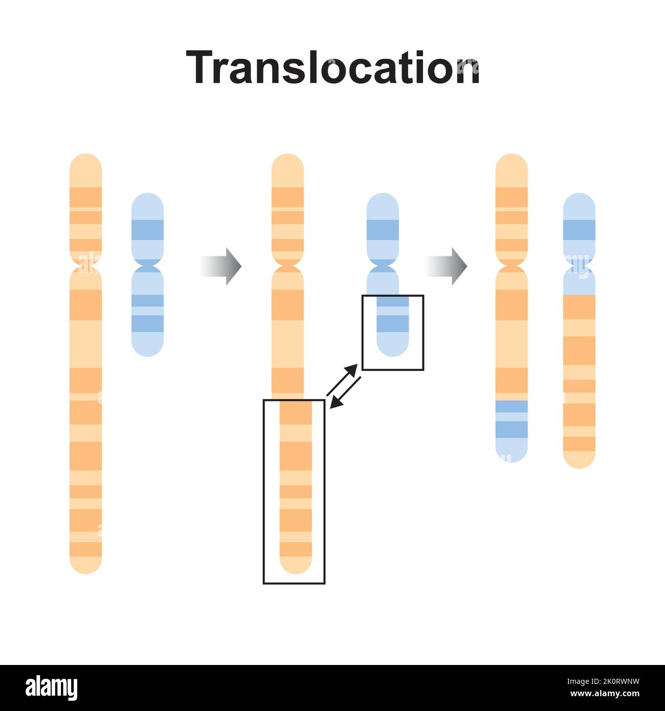 Progettazione scientifica della mutazione cromosomica traslocazione. Simboli colorati. Illustrazione vettoriale. Illustrazione Vettoriale