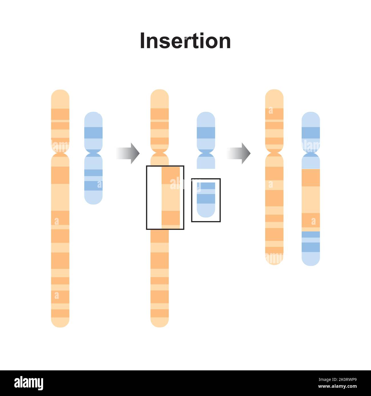 Progettazione scientifica della mutazione cromosomica di inserzione. Simboli colorati. Illustrazione vettoriale. Illustrazione Vettoriale