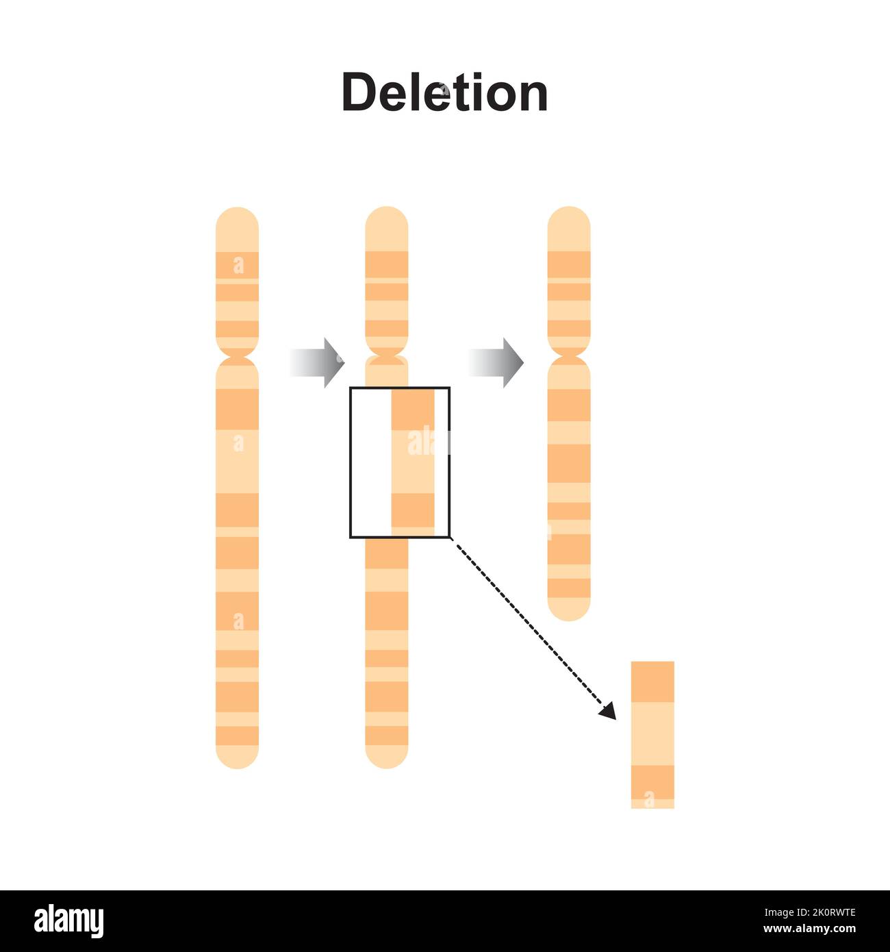 Progettazione scientifica della mutazione cromosomica di eliminazione. Simboli colorati. Illustrazione vettoriale. Illustrazione Vettoriale