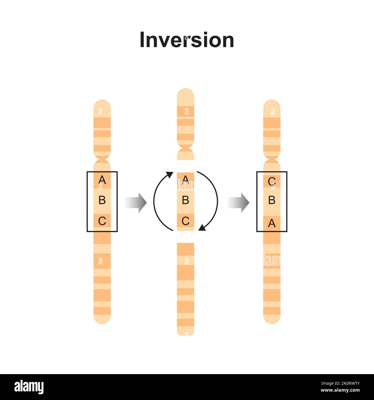 Progettazione scientifica della mutazione cromosomica di inversione. Simboli colorati. Illustrazione vettoriale. Illustrazione Vettoriale