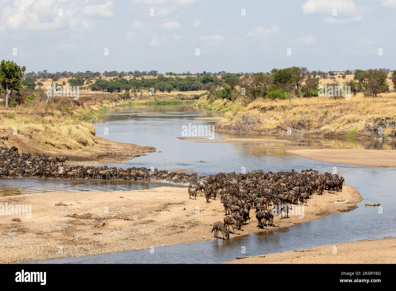 Una mandria di gnus che attraversa il fiume Mara nel Serengeti settentrionale, Tanzania Foto Stock