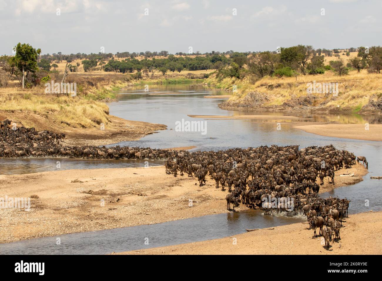 Una mandria di gnus che attraversa il fiume Mara nel Serengeti settentrionale, Tanzania Foto Stock