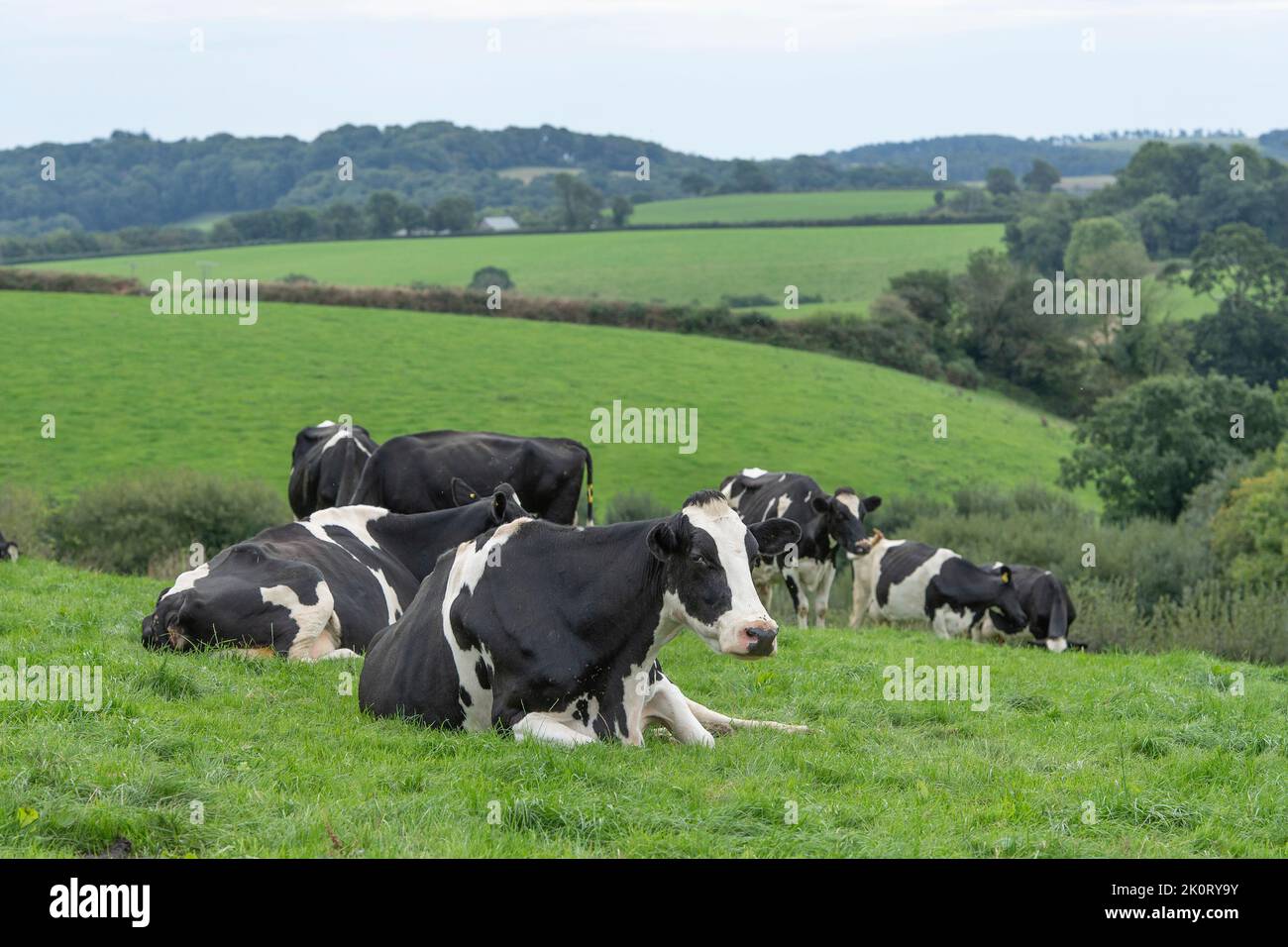 vacche da latte rilassante in campo Foto Stock